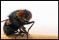 resized_flycloseup - Copy.jpg
